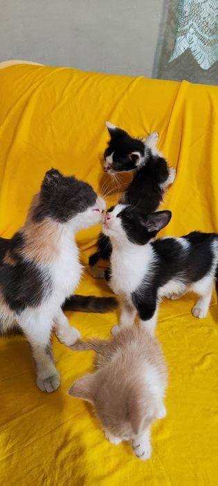 Котята бесплатно