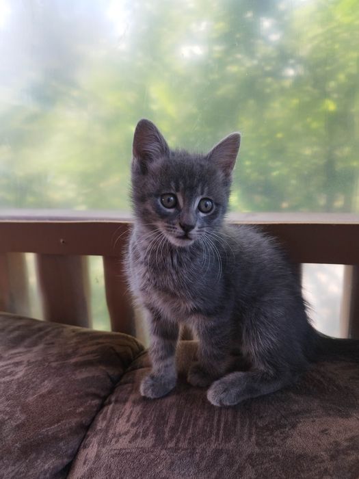Раздавам котета на 2 месеца