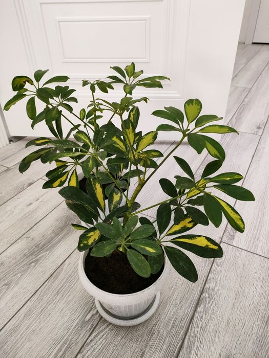 Шикарные растения. Доставка