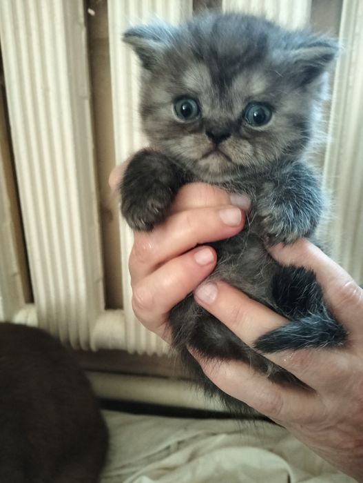 Шотландцы  тёмных окрасов