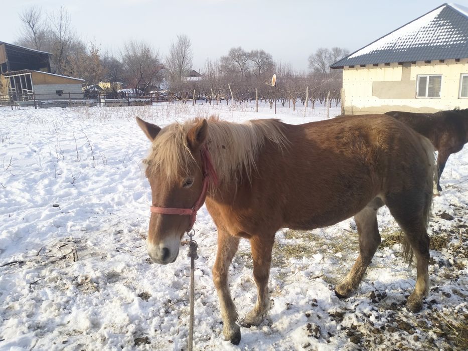 Үйірден бөлінбейді