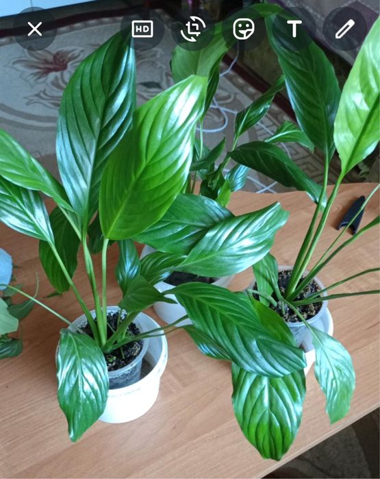 Продам спатифиллум