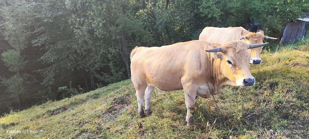 Lot 5 juninci montate din rasa Aubrac
