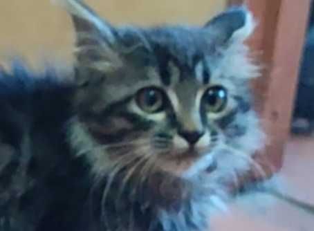 Котенок Сибирской породы продам
