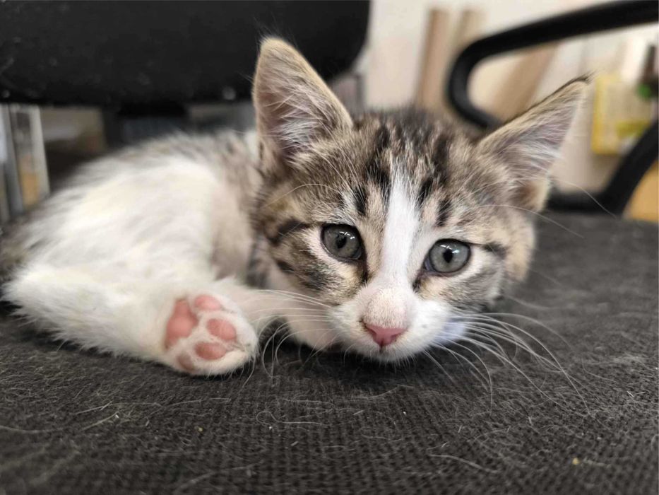 Три шепи живот търсят своите човеци!