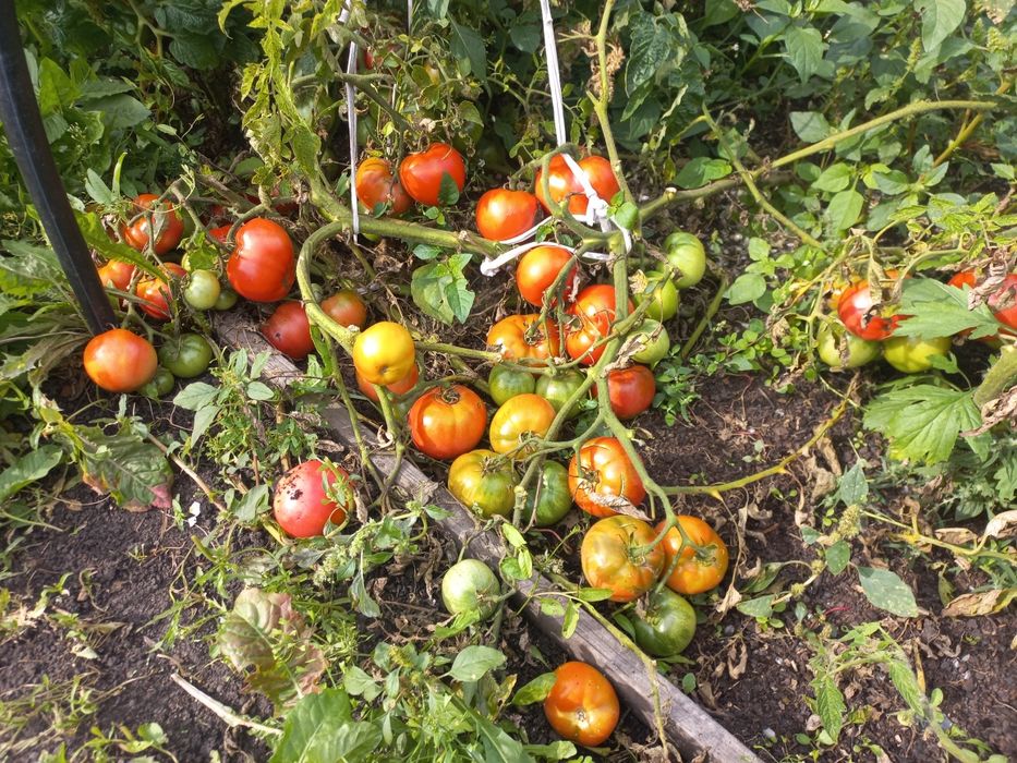 Продам рассады помидоров