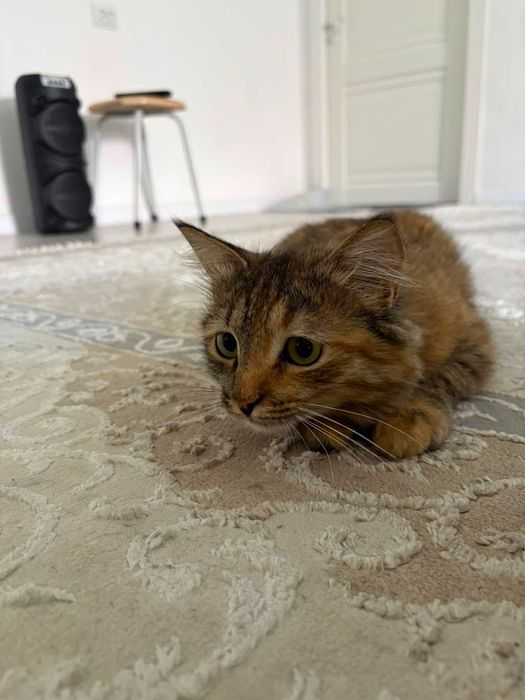 Кошка ищет семью!