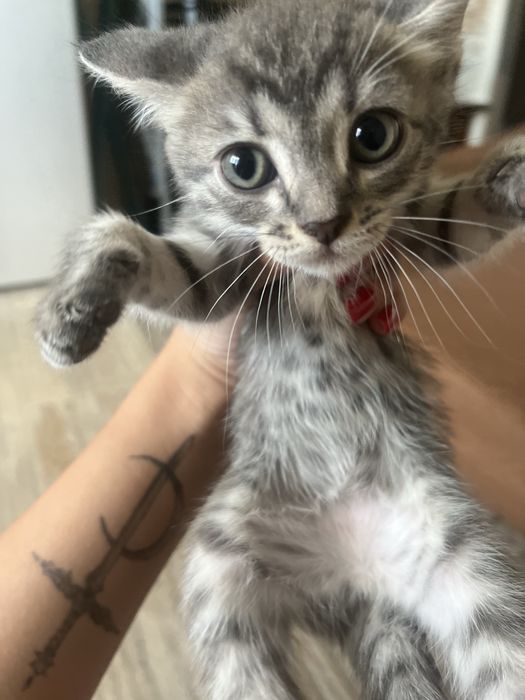 отдам котят в хорошие руки