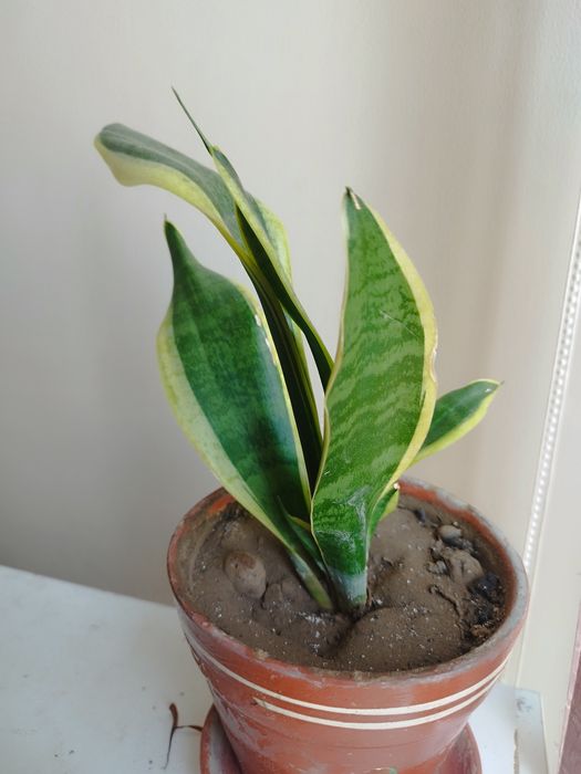 Фикусы большие ..