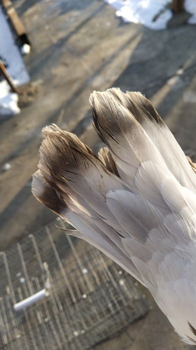 Молодой Голубь Такла