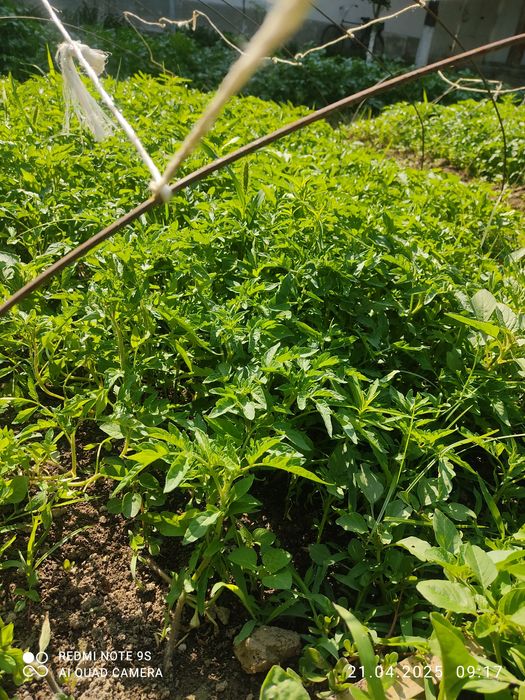 Ko'chathoi pamidor balgar boyimjon rayhon qalamfur