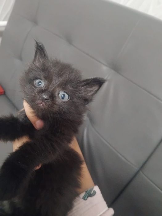 Отдадим котят в добрые руки