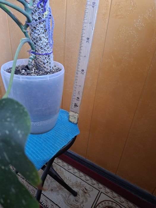 Продам монстеру Тайское созвездие