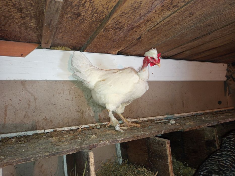 Инкубационные яйца