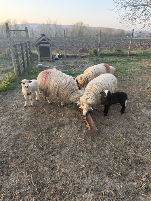 Vand 3 oi tinere cu mielute langa ele!