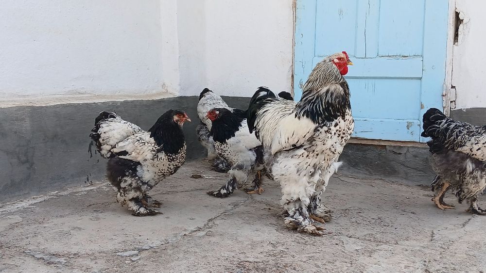 Tuxumlariga zakas olamiz