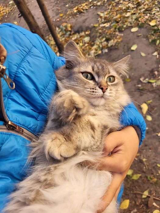 Кошки.