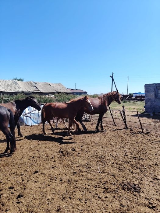Тяж тайлар сатылады