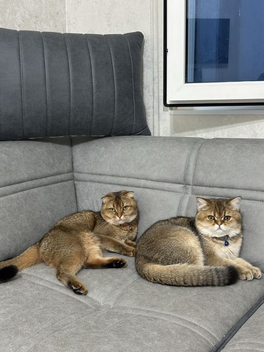 Вязка Кот Скотиш Страйт Золотая шиншила