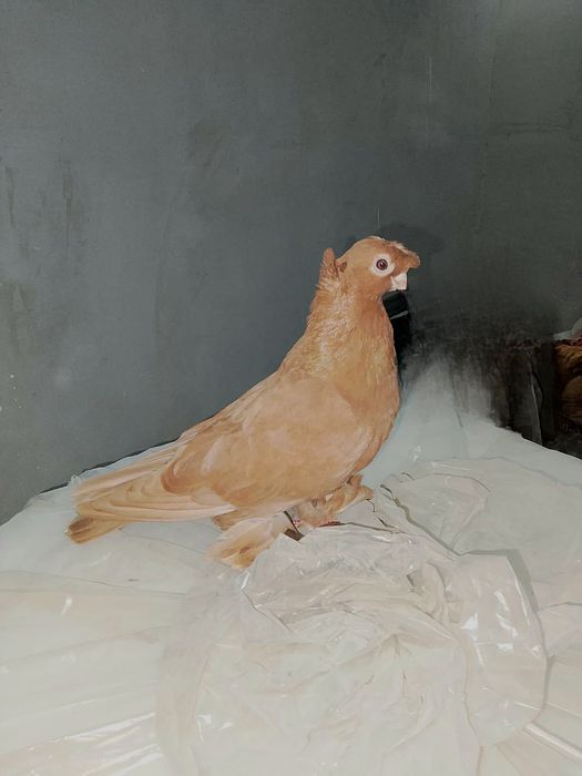 Продам Жёлтый самец хороший