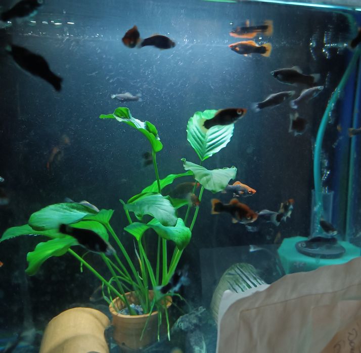 Мечиносцы, Моллинезии,Гуппи,Сомики Анциструсы и др Мирные рыбки.