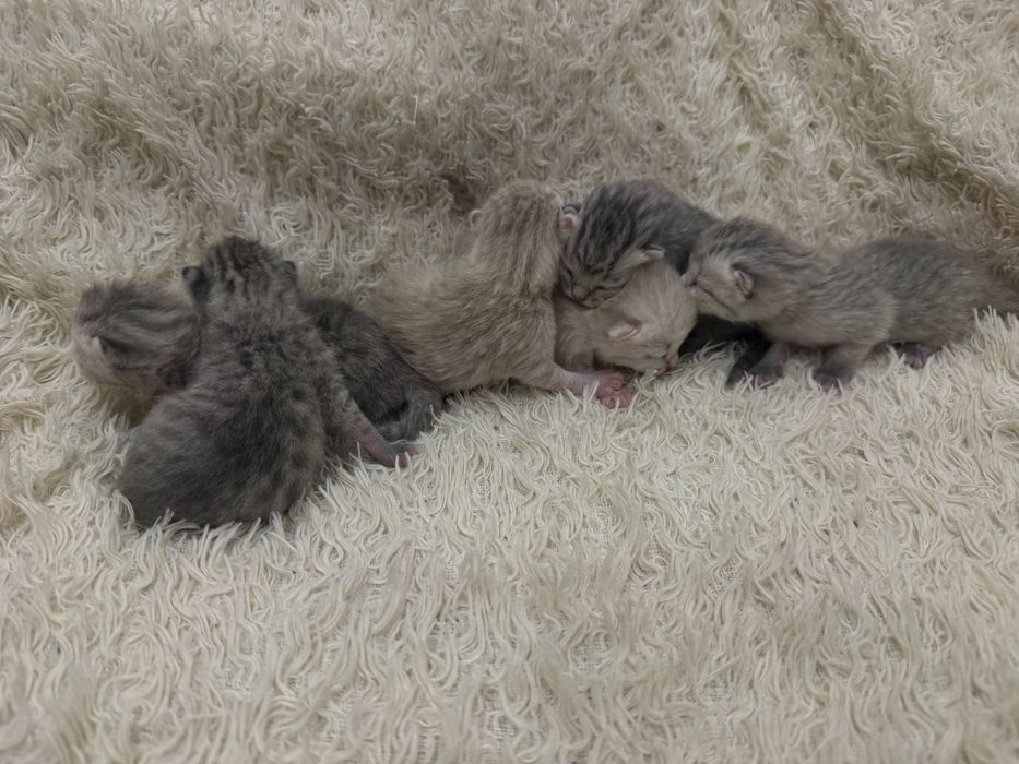 Бронь котят шотландских