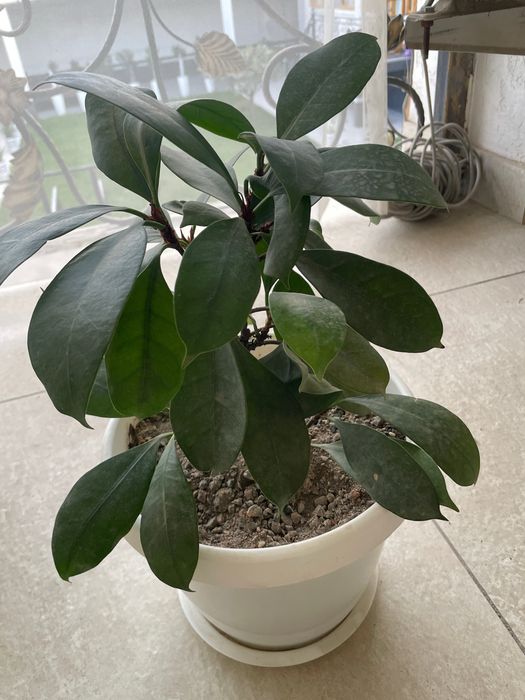 Ореховый  фикус.