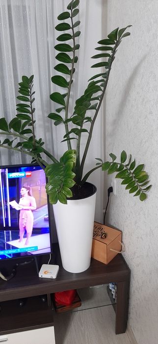 Шефлера и Замиокулькас