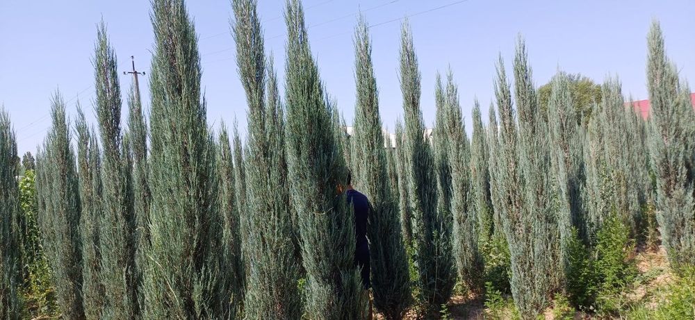 Harxil turdagi archalar va daraxtlar bor