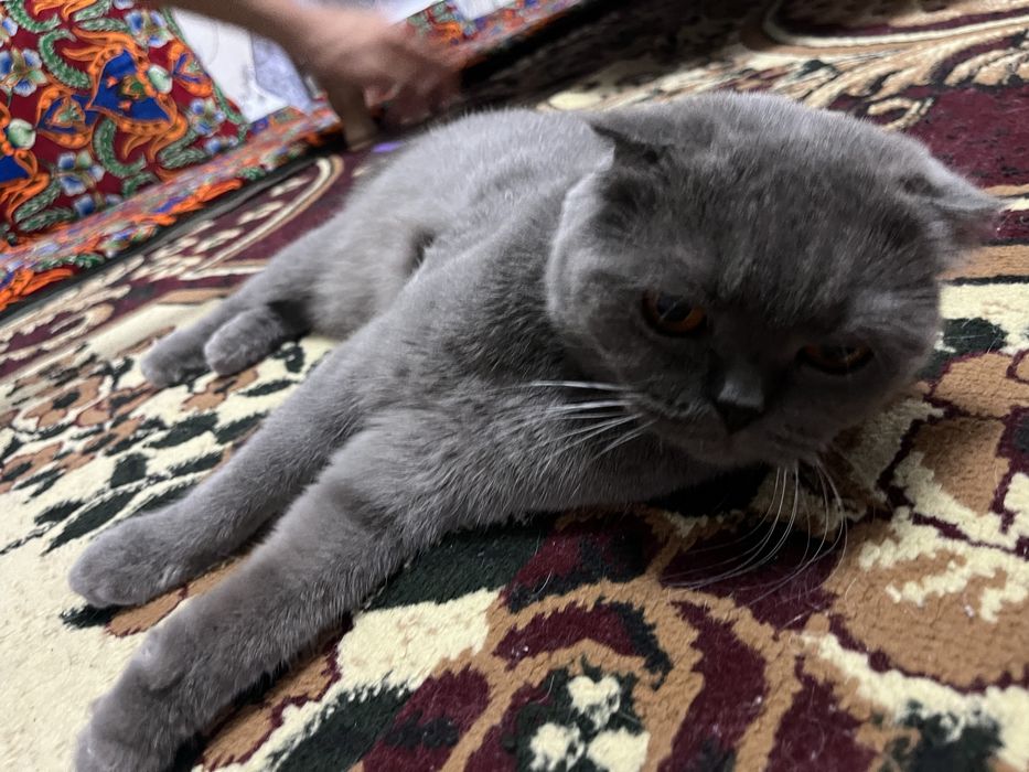 Скоттиш фолд киз бола