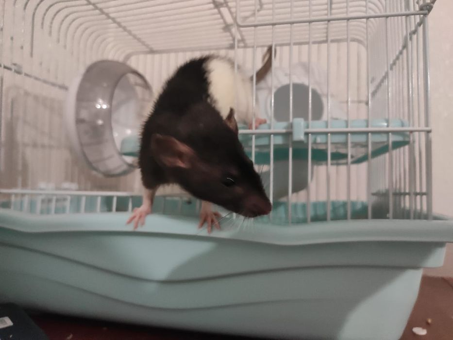 Дамбо девочка с клеткой