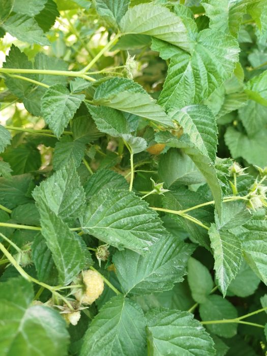 Саженцы жёлтой малины, сарик малина кучат, sariq malina kuchat