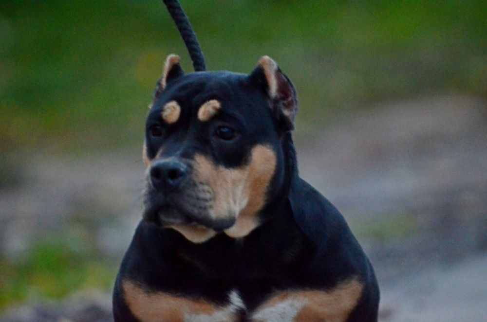 щенки американский булли