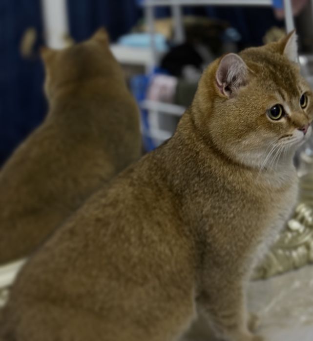 Zalataya Britanskaya shinshilla