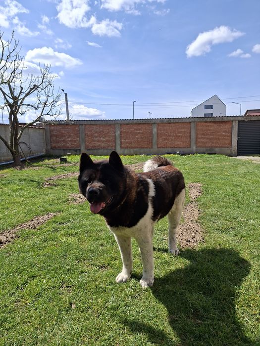 Akita American mascul