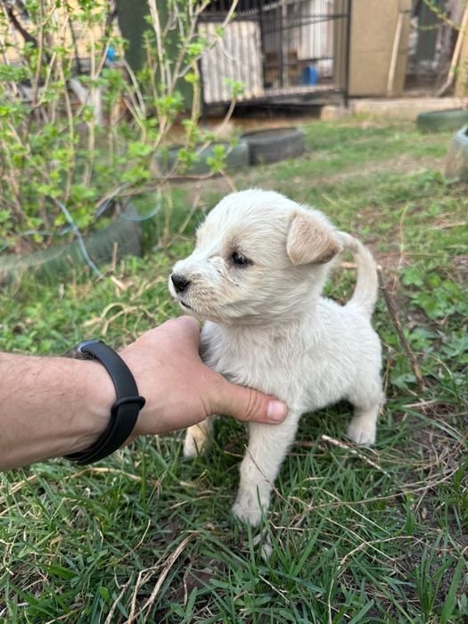 Отдам щенка в добрые руки