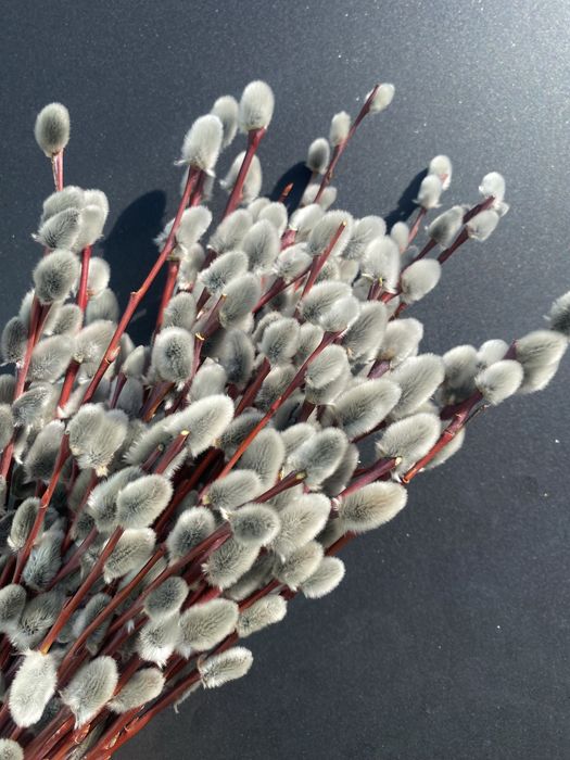 Верба красная разной длины