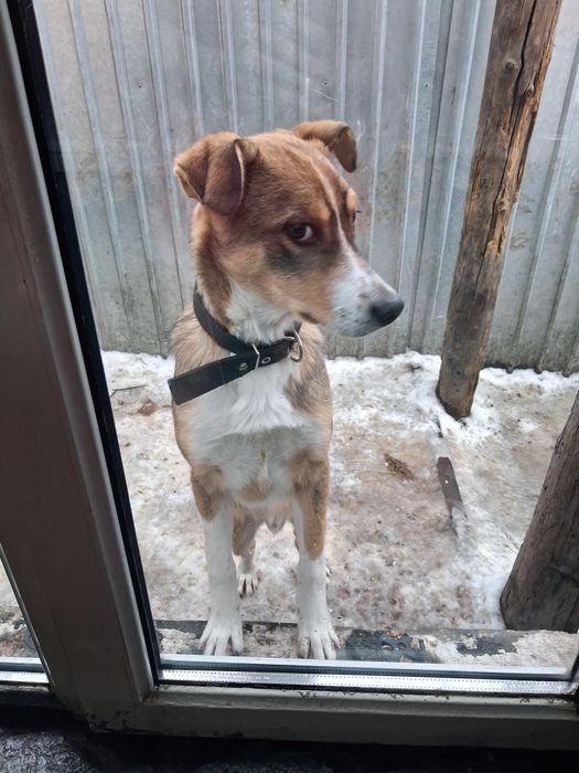 Красивый мальчик Бим ищет дом!!