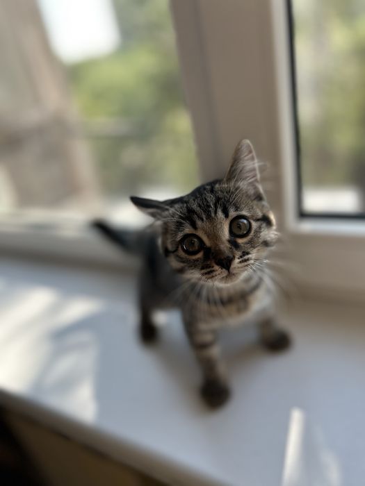 Отдам в добрве руки котенка девочку