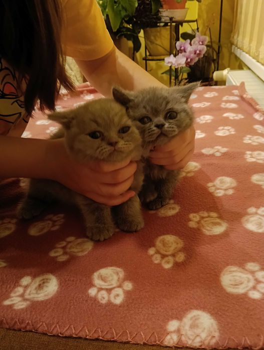 Британски  котенца