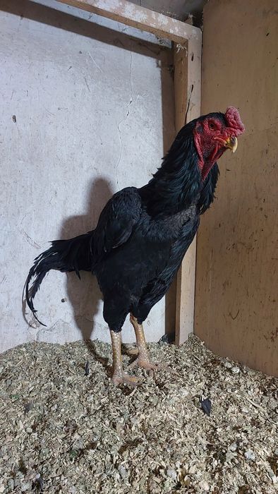 Дакан бойцовский петух