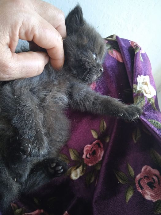 Домашние котята.