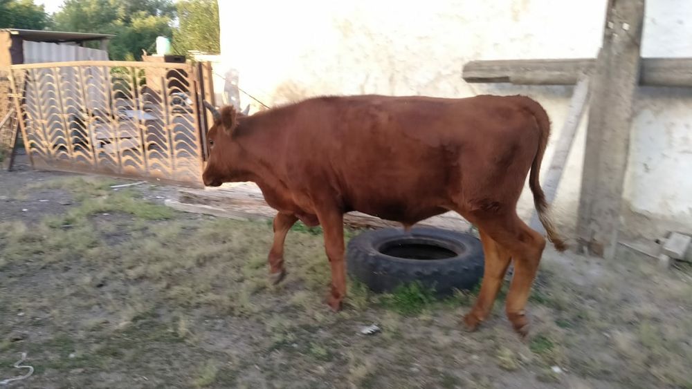 Семіз тай өгіз сатылады