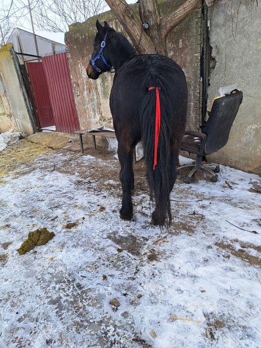 Vand schimb cal de 8 pe 9 ani