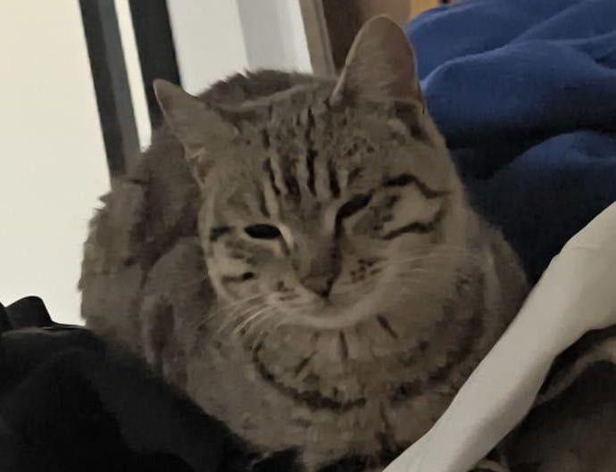 Кошка ищет семью