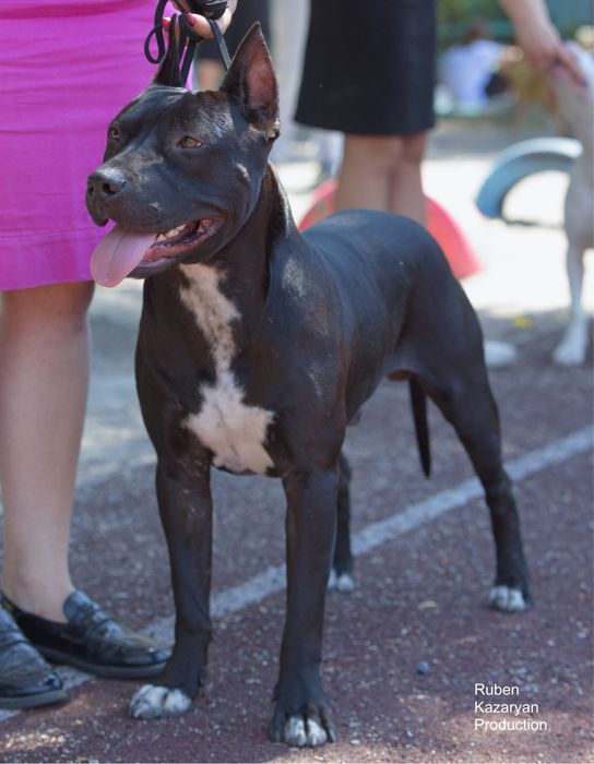 Кобель для вязки Американский питбультерьер
