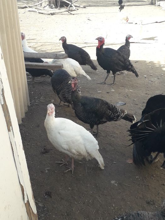 Индюки продаются