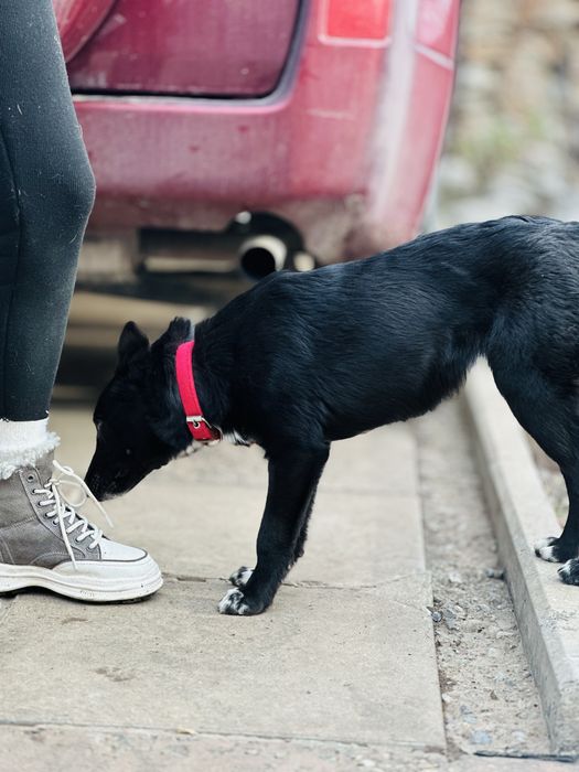 Щенок девочка. Стерильная. Ищет семью