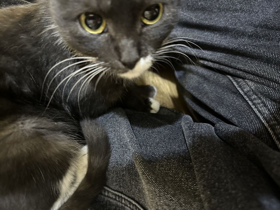 Кошку в добрые руки