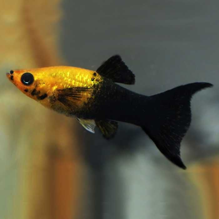 Аквариумная рыбка "Моллинезия"